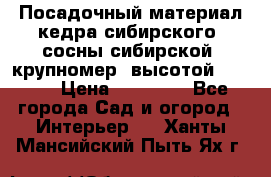 Посадочный материал кедра сибирского (сосны сибирской) крупномер, высотой 3-3.5  › Цена ­ 19 800 - Все города Сад и огород » Интерьер   . Ханты-Мансийский,Пыть-Ях г.